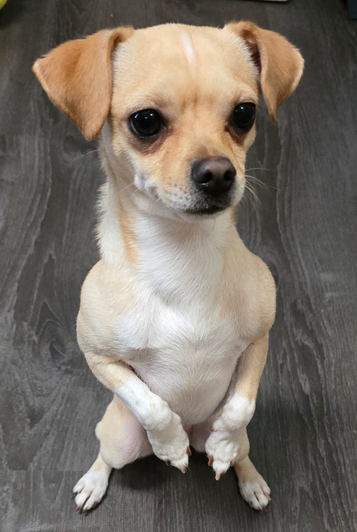 Enlarge Auggie, a Adopted mixed breed in Arlington, WA image 4/6