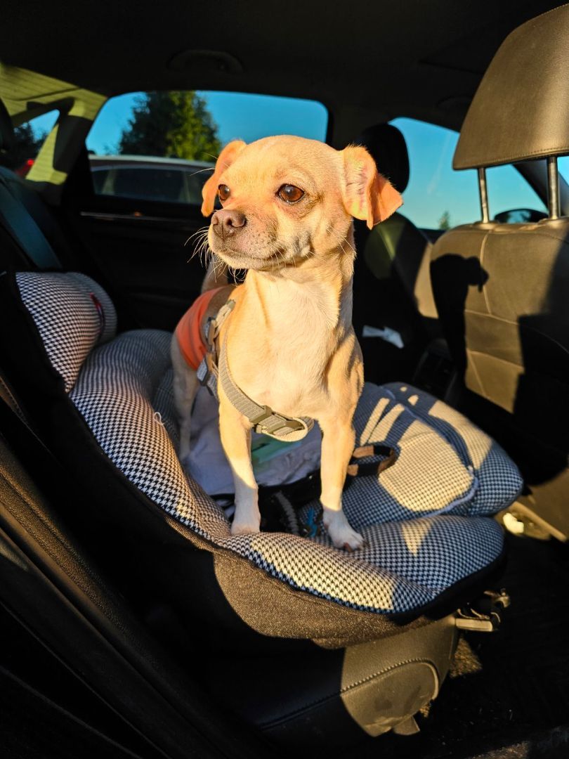 Enlarge Auggie, a Adopted mixed breed in Arlington, WA image 5/6