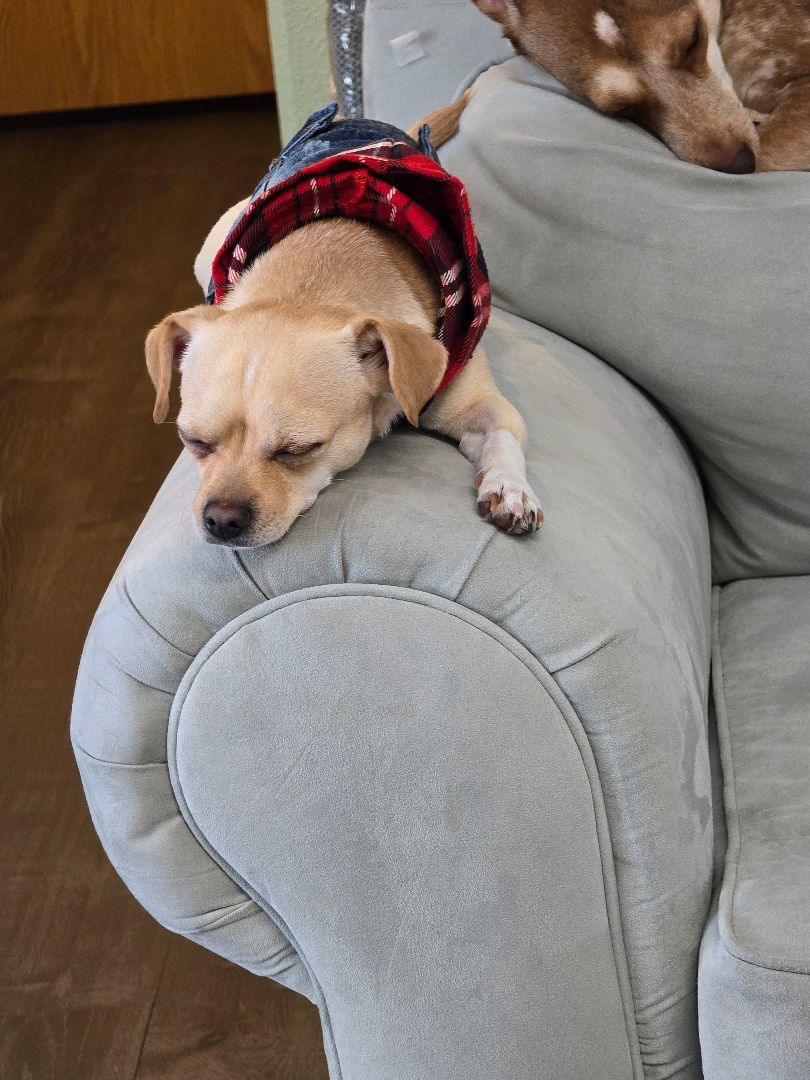 Enlarge Auggie, a Adopted mixed breed in Arlington, WA image 6/6