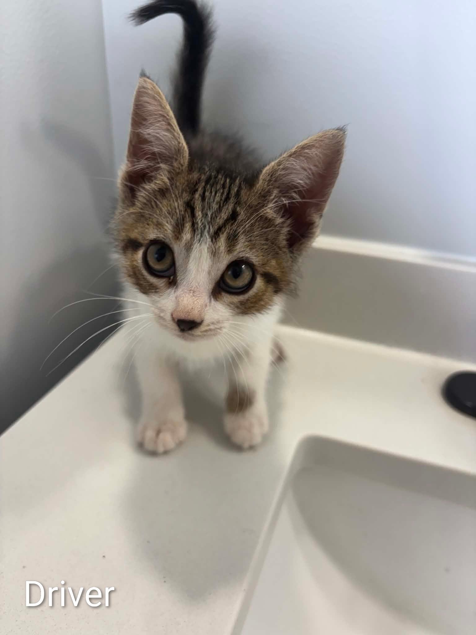 Enlarge Driver, a ADOPTABLE Domestic Medium Hair in Columbia, MO image 1/1