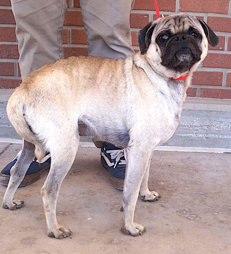 Enlarge Shelton, an adopted Pug in Carrollton, TX image 2/2