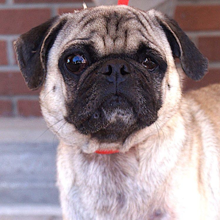Shelton, adopted, Adult Male Pug.