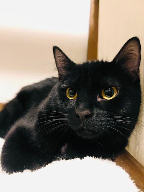 Enlarge Bindi, a Adoptable Domestic Short Hair in Great Falls, MT image 1/1