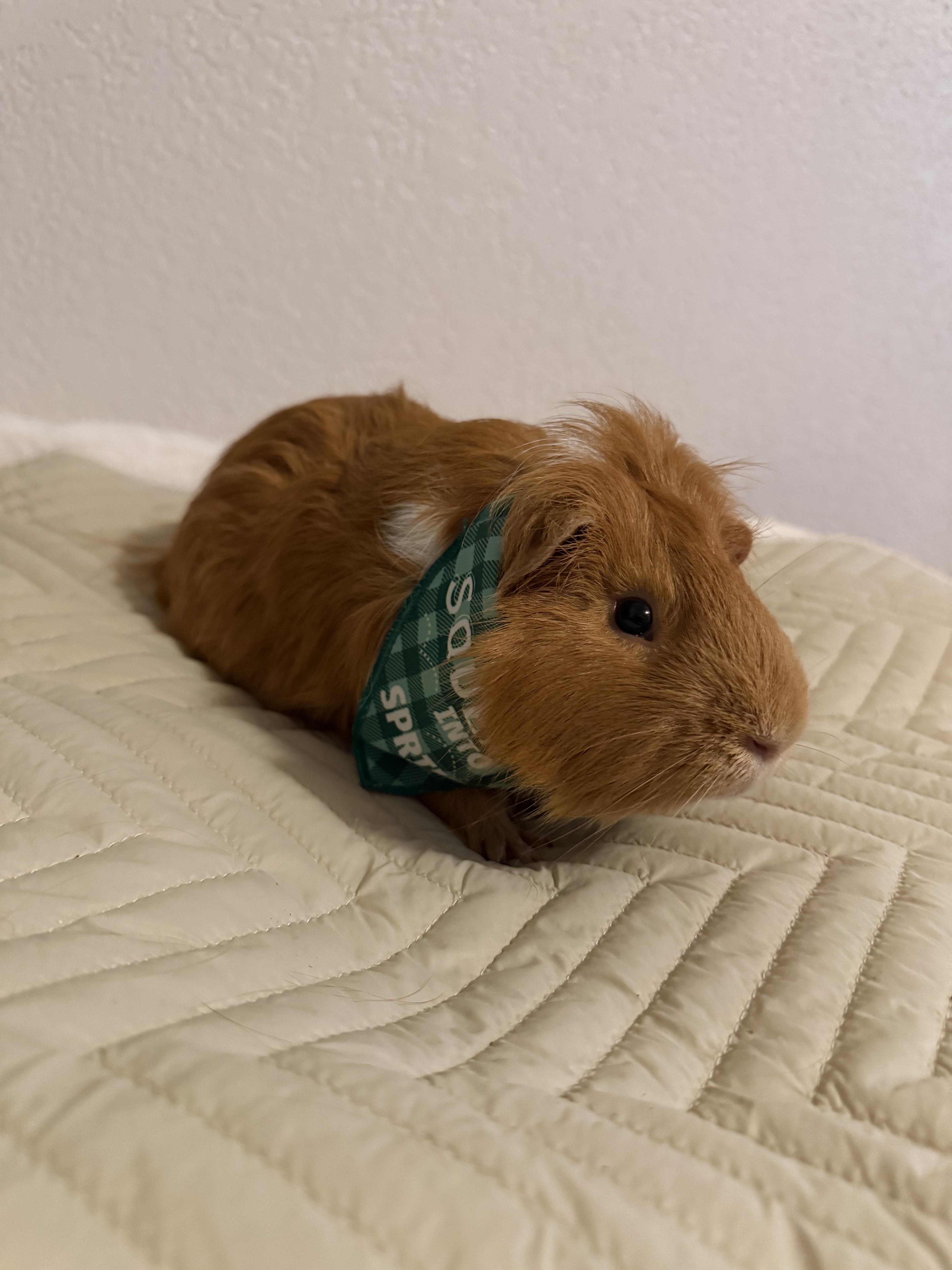 Sunday, a ADOPTABLE Guinea Pig in Fertile, MN image 1/3
