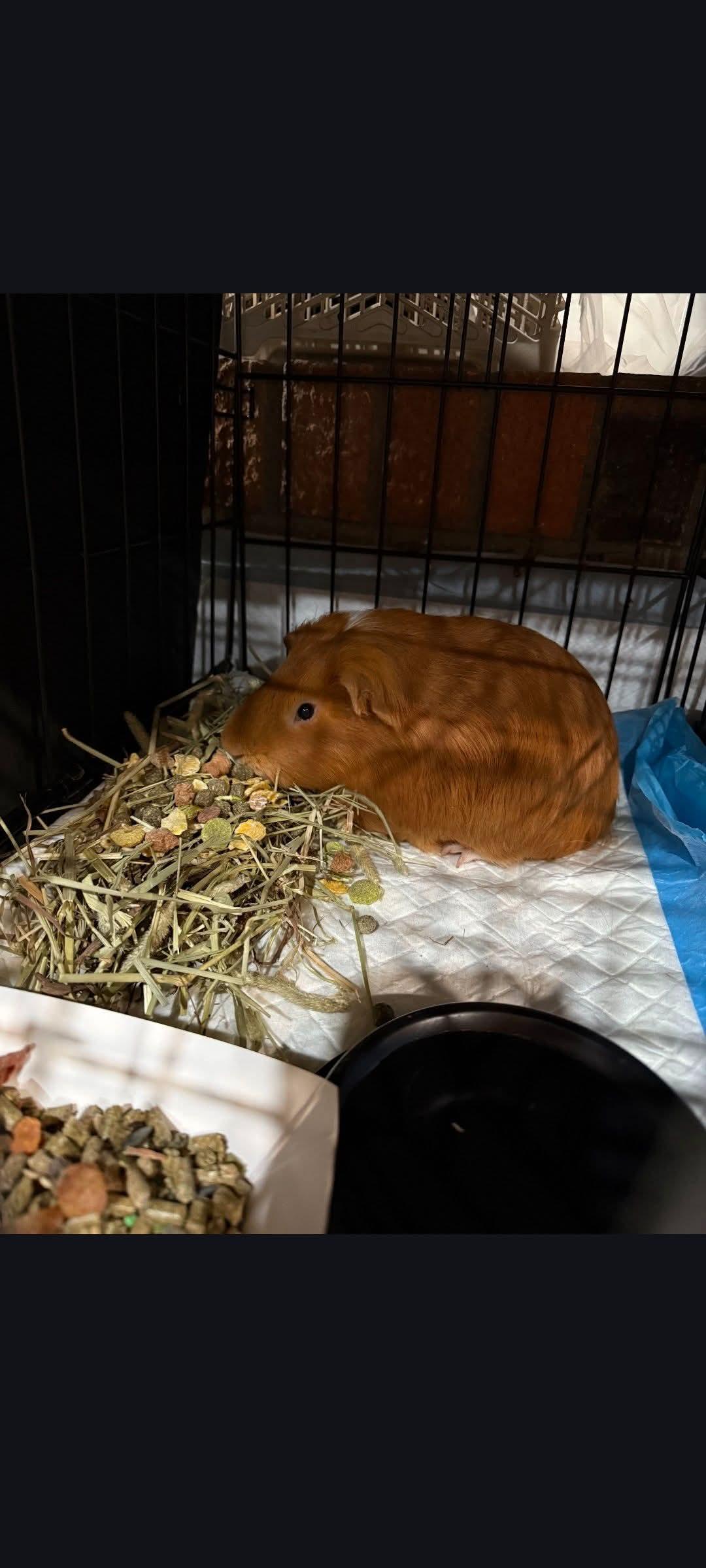 Sunday, a ADOPTABLE Guinea Pig in Fertile, MN image 3/3