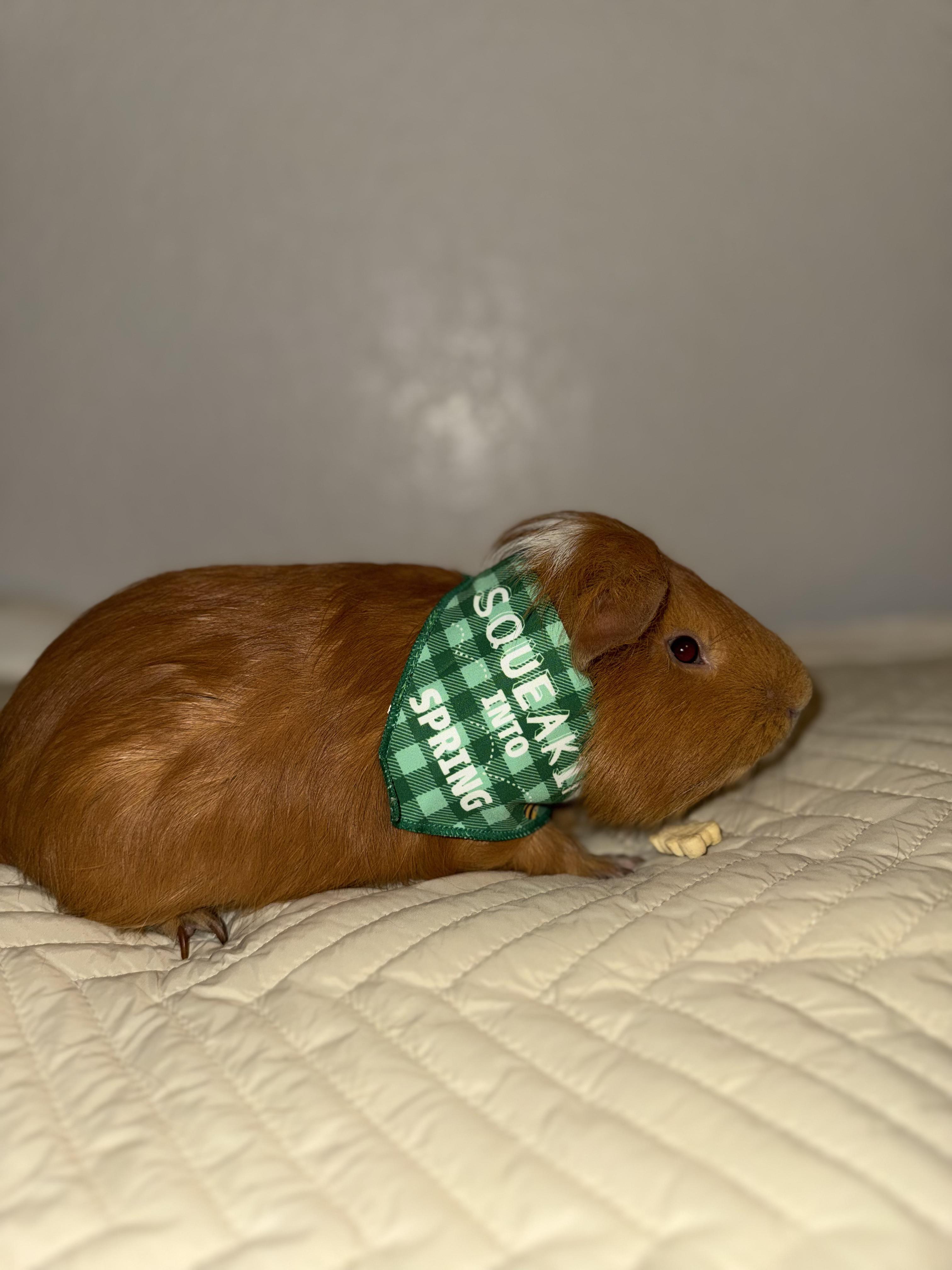Sunday, a ADOPTABLE Guinea Pig in Fertile, MN image 2/3