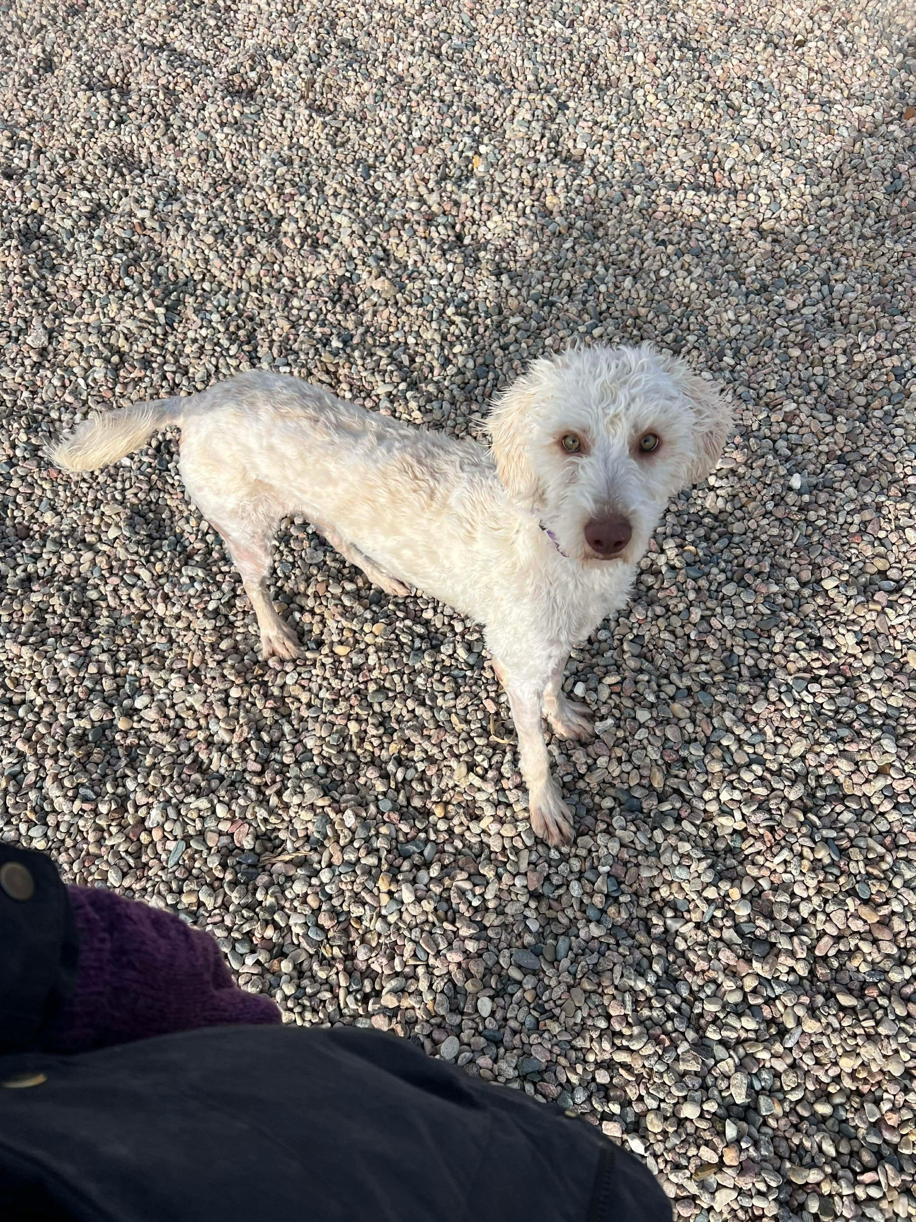 Enlarge Dale, an adopted mixed breed in Seward, NE image 2/3