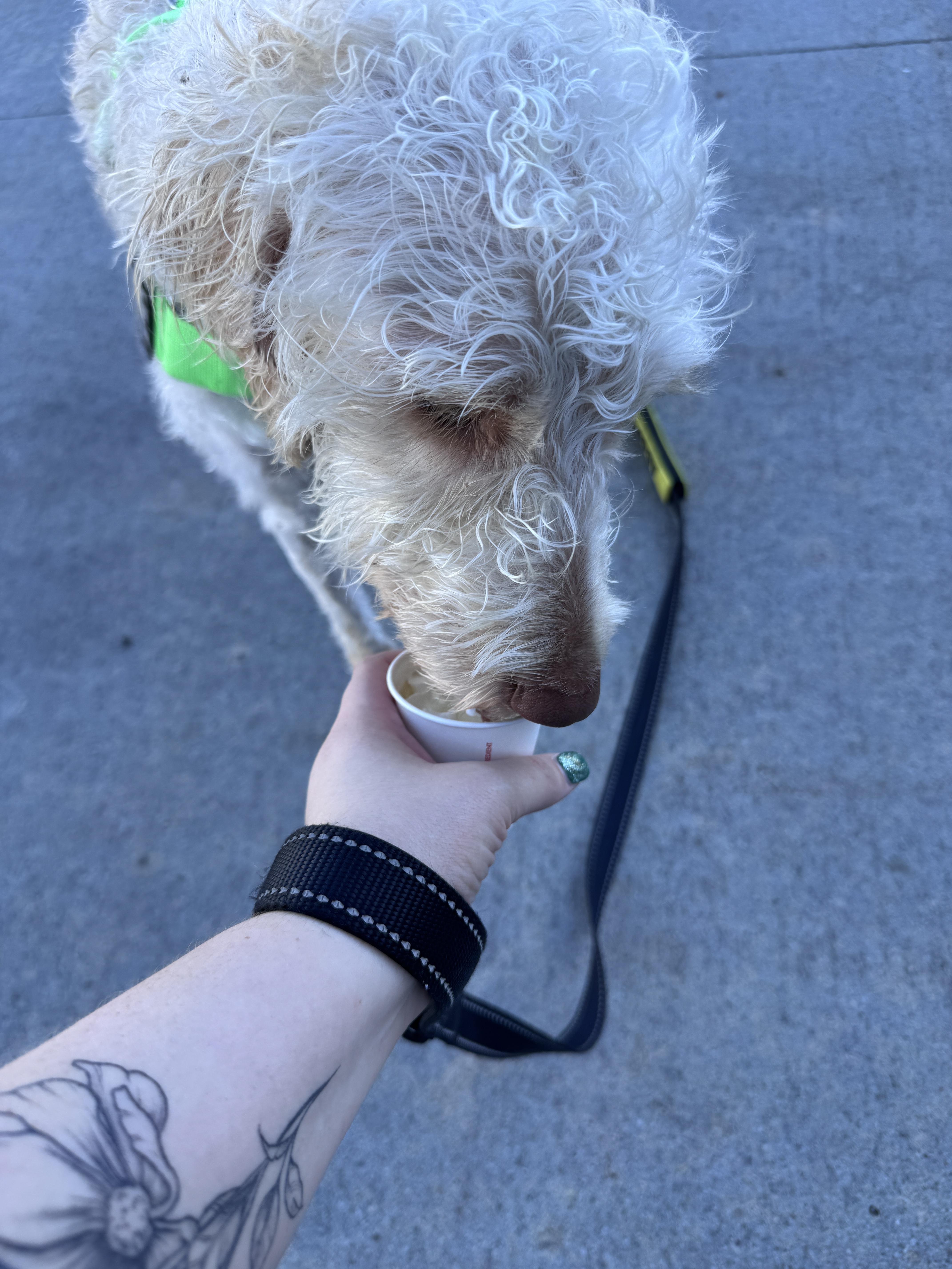 Enlarge Dale, an adopted mixed breed in Seward, NE image 3/3