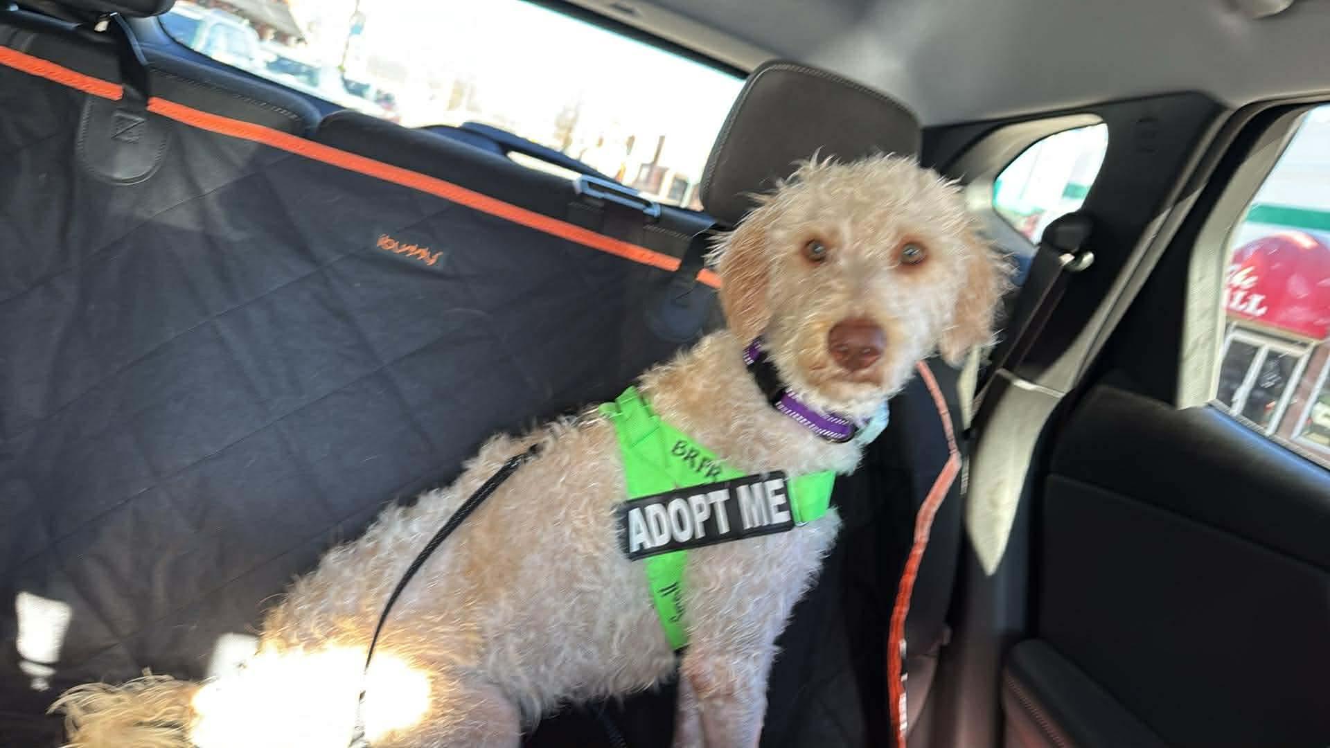 Enlarge Dale, an adopted mixed breed in Seward, NE image 1/3