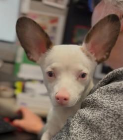 Enlarge Possum, an adopted mixed breed in Hamilton, ON image 4/6