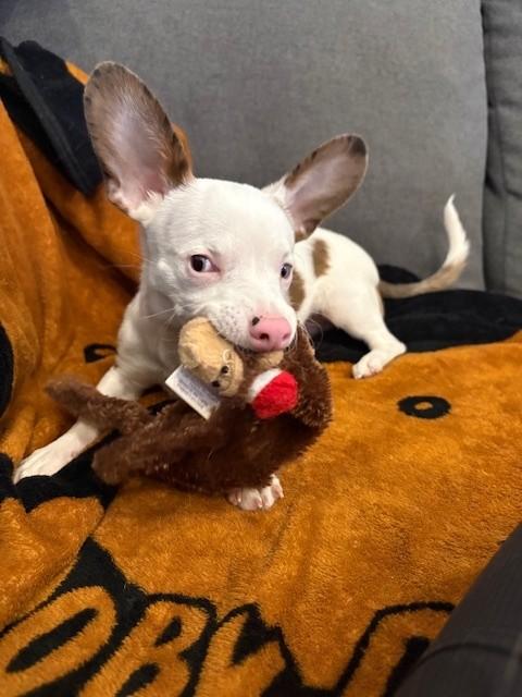 Enlarge Possum, an adopted mixed breed in Hamilton, ON image 5/6