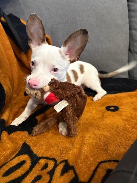 Enlarge Possum, an adopted mixed breed in Hamilton, ON image 3/6