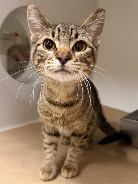 Enlarge MAXWELL, a Adoptable Domestic Short Hair in Boston, MA image 1/1