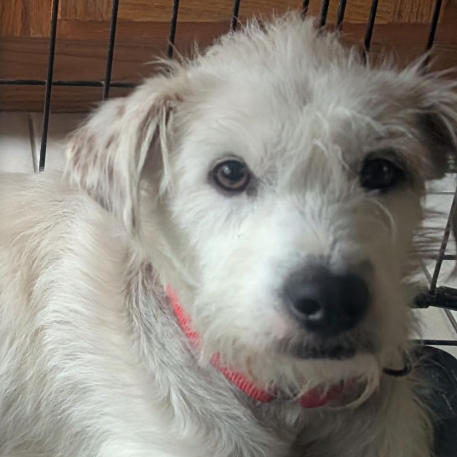 Snowballsushi thumbnail 2