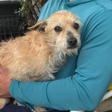 Chubby, Adoptable, Adult Female Dachshund & Terrier.