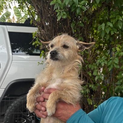 Enlarge Chubby, a Adoptable mixed breed in Pacifica, CA image 2/4