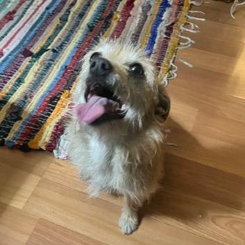 Enlarge Chubby, a Adoptable mixed breed in Pacifica, CA image 4/4