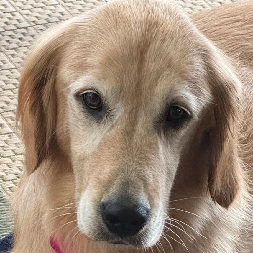 Allie, adopted, Adult Female Golden Retriever.