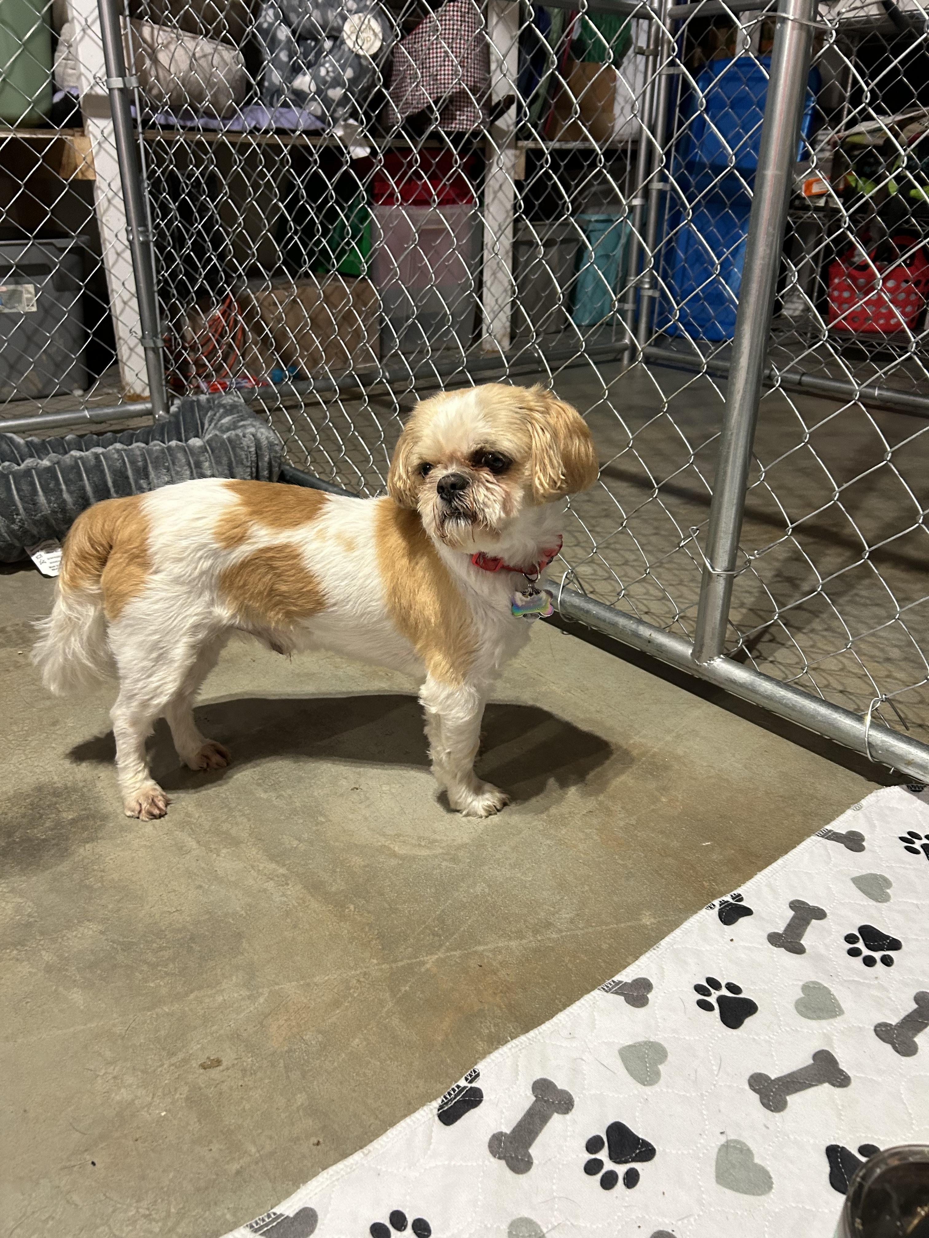 Enlarge AJ, a Adopted Shih Tzu in Knoxville, TN image 3/4