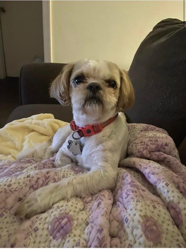 Enlarge AJ, a Adopted Shih Tzu in Knoxville, TN image 4/4