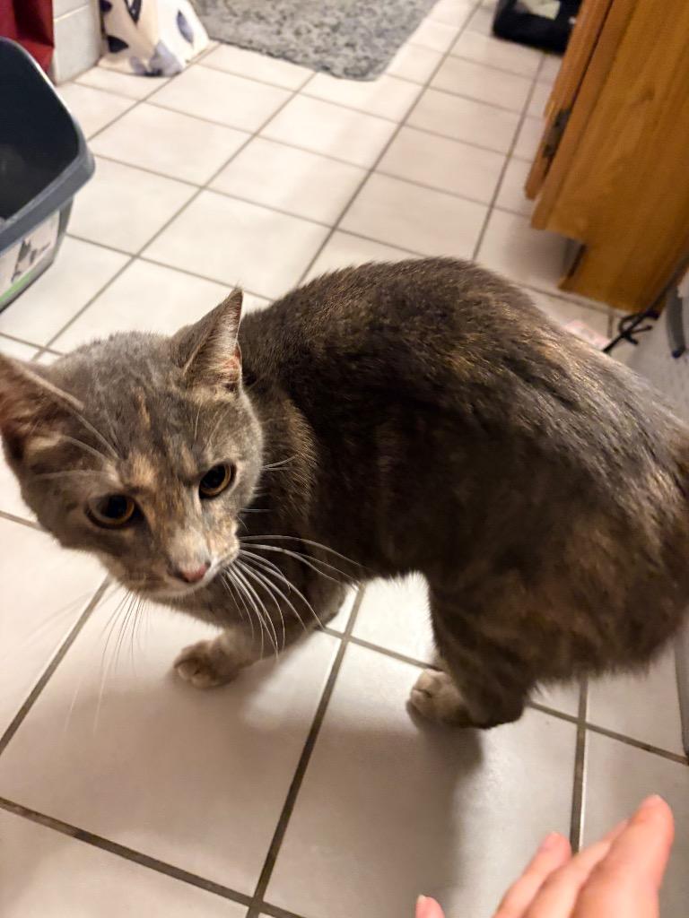 Elza, Adoptable, Young Female Domestic Short Hair.