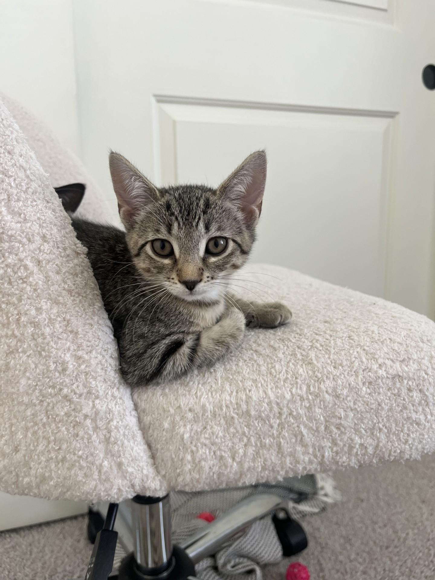 Cinnamon (with sibling), a Adoptable Domestic Short Hair in Norwalk, CT image 4/4