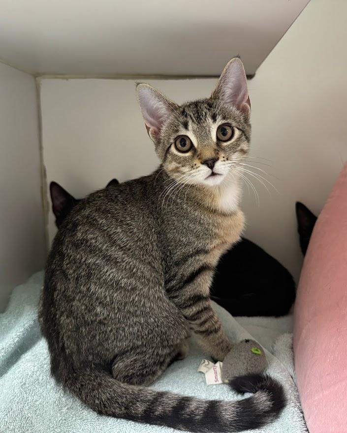 Cinnamon (with sibling), a Adoptable Domestic Short Hair in Norwalk, CT image 3/4