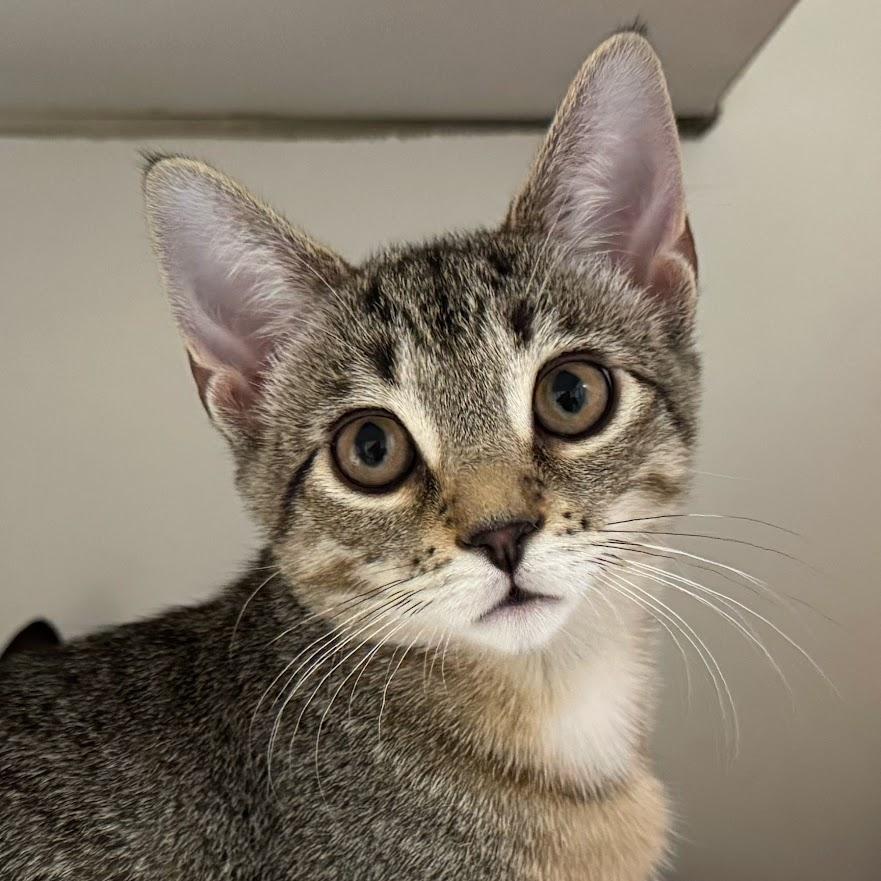 Cinnamon (with sibling), Adoptable, Kitten Female Domestic Short Hair.