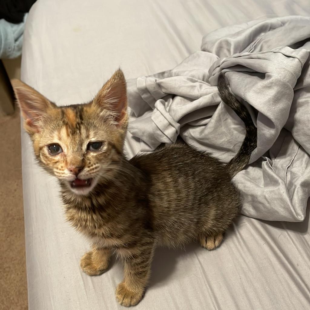 Peppa, Adoptable, Adult Female Domestic Short Hair.