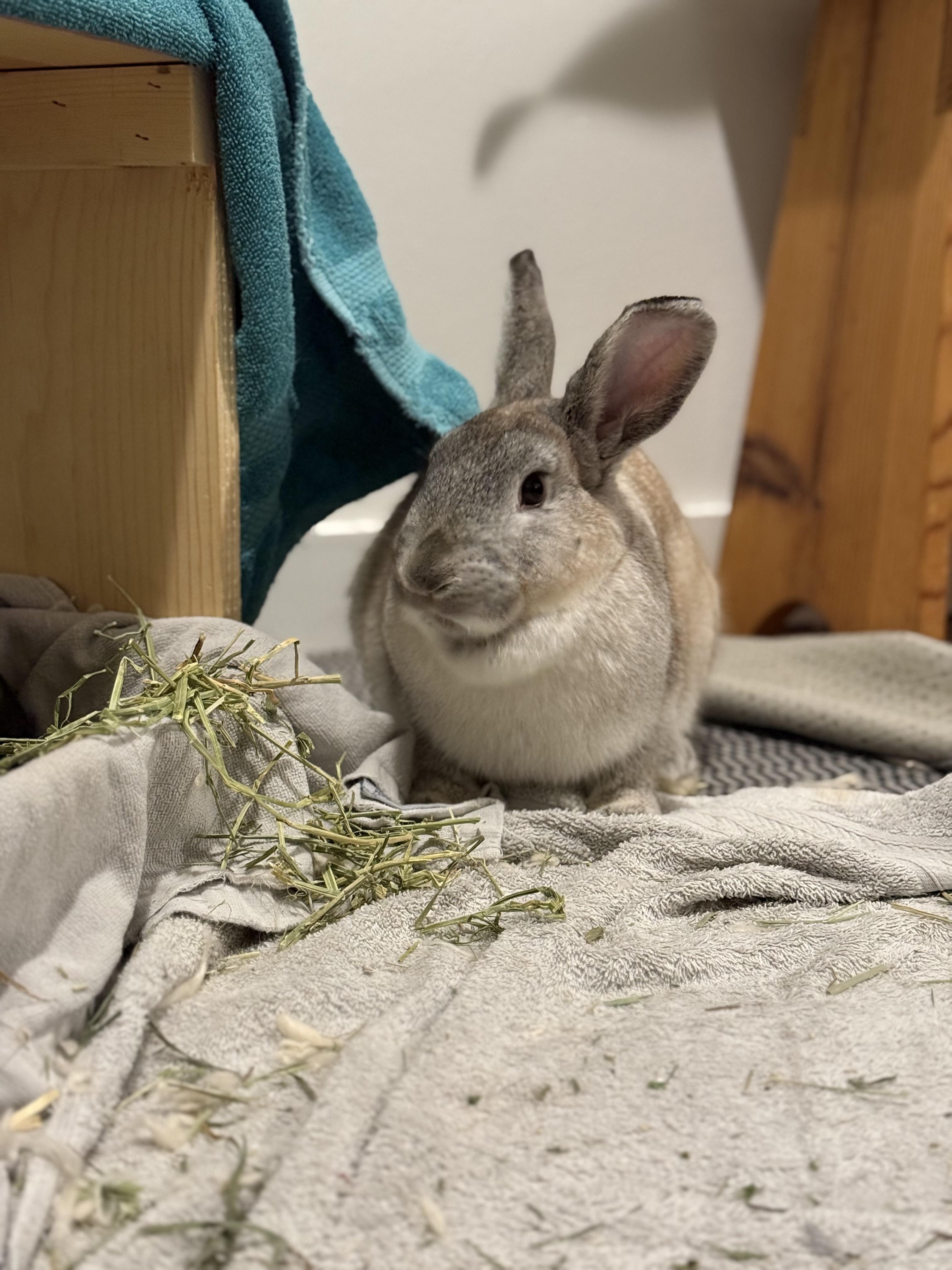 Enlarge Wonton, a ADOPTABLE American in CARNATION, WA image 2/5
