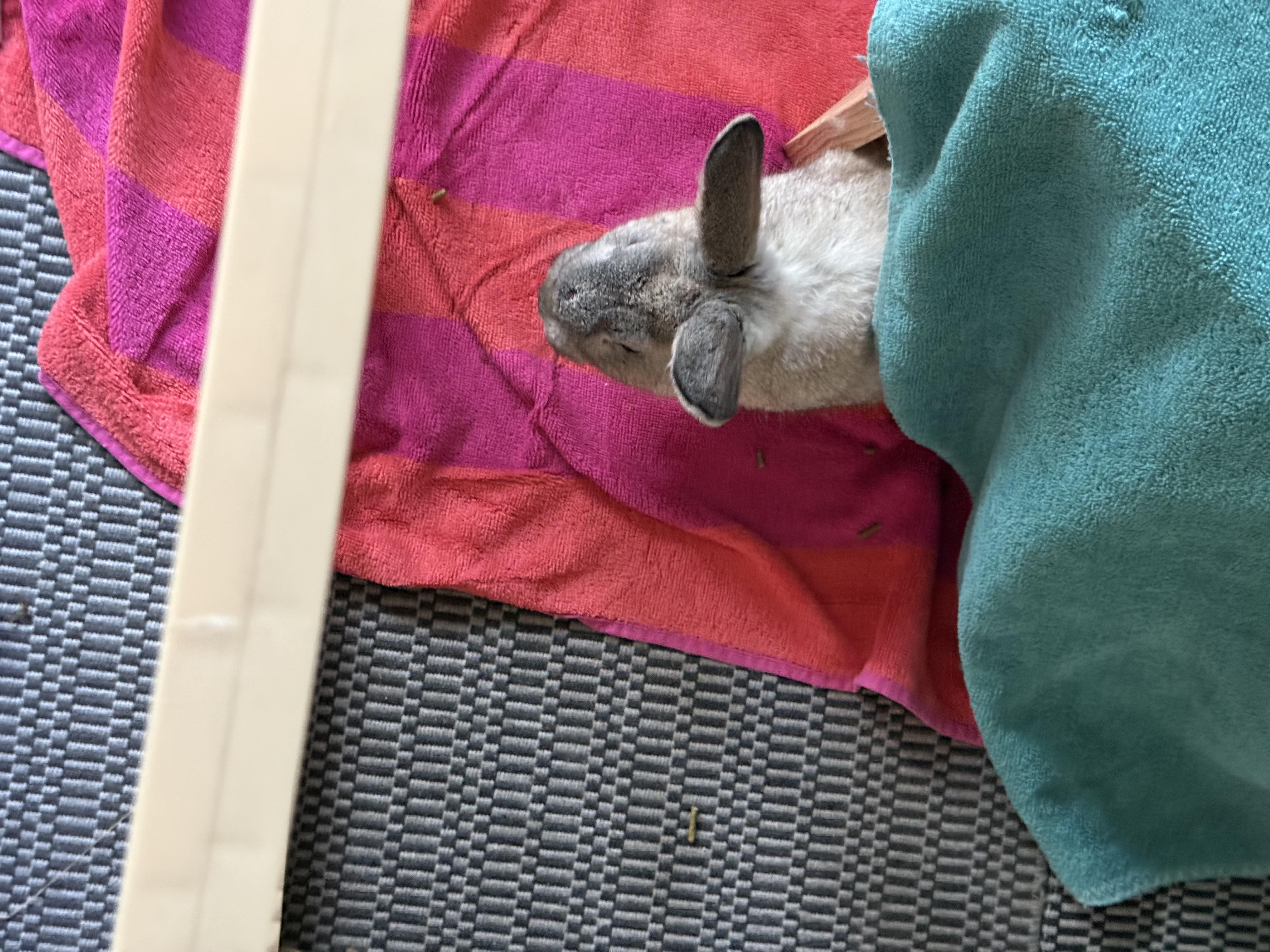 Enlarge Wonton, a ADOPTABLE American in CARNATION, WA image 5/5