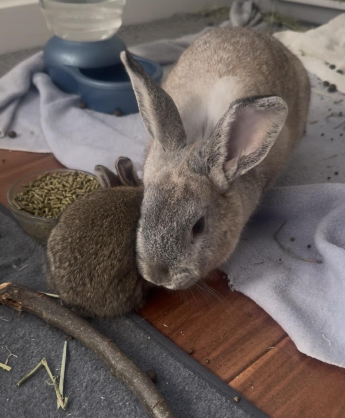 Wonton, ADOPTABLE, Young Female American.