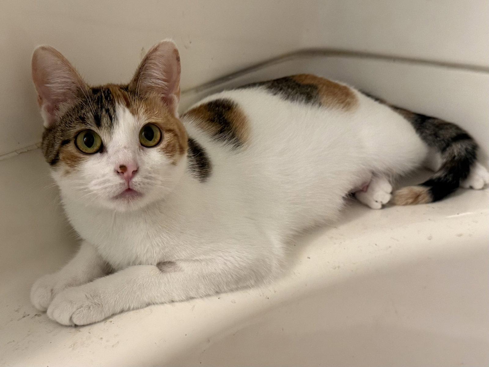 Enlarge Valentine, a Adopted Calico in Fenton, MO image 1/1