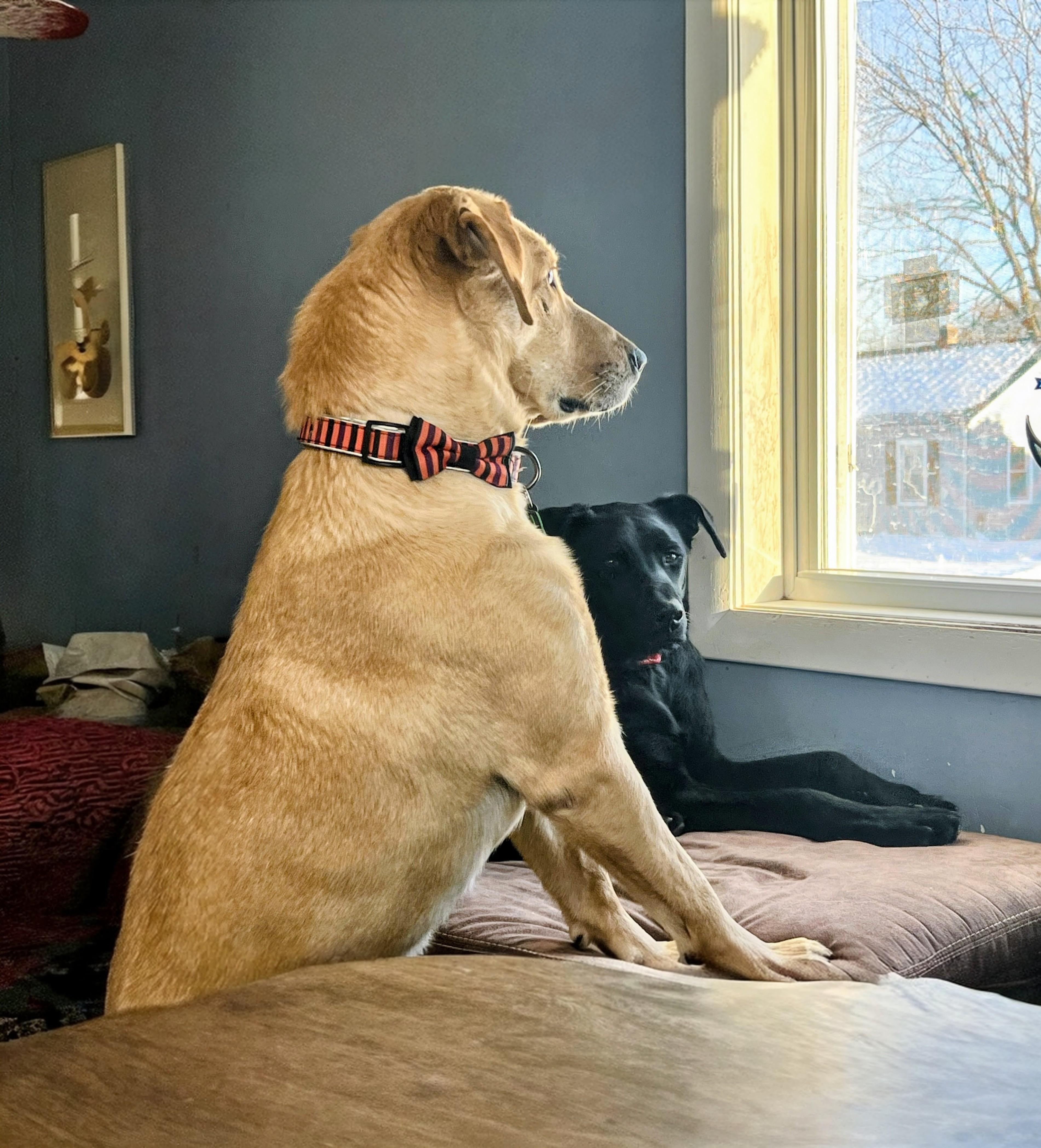 Duke - Fostered in CT, a Adoptable Yellow Labrador Retriever in Willington, CT image 4/6