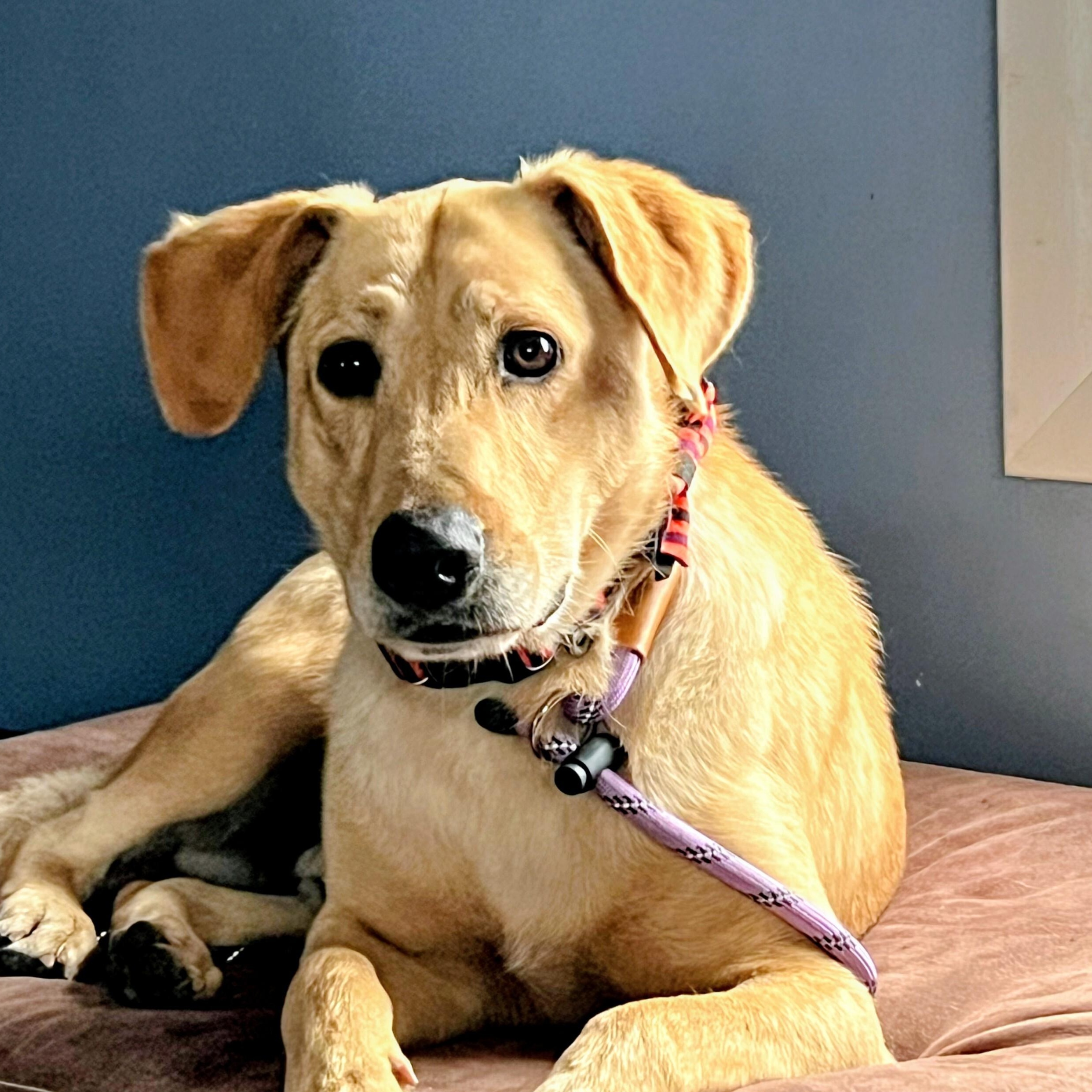 Duke - Fostered in CT, Adoptable, Adult Male Yellow Labrador Retriever.