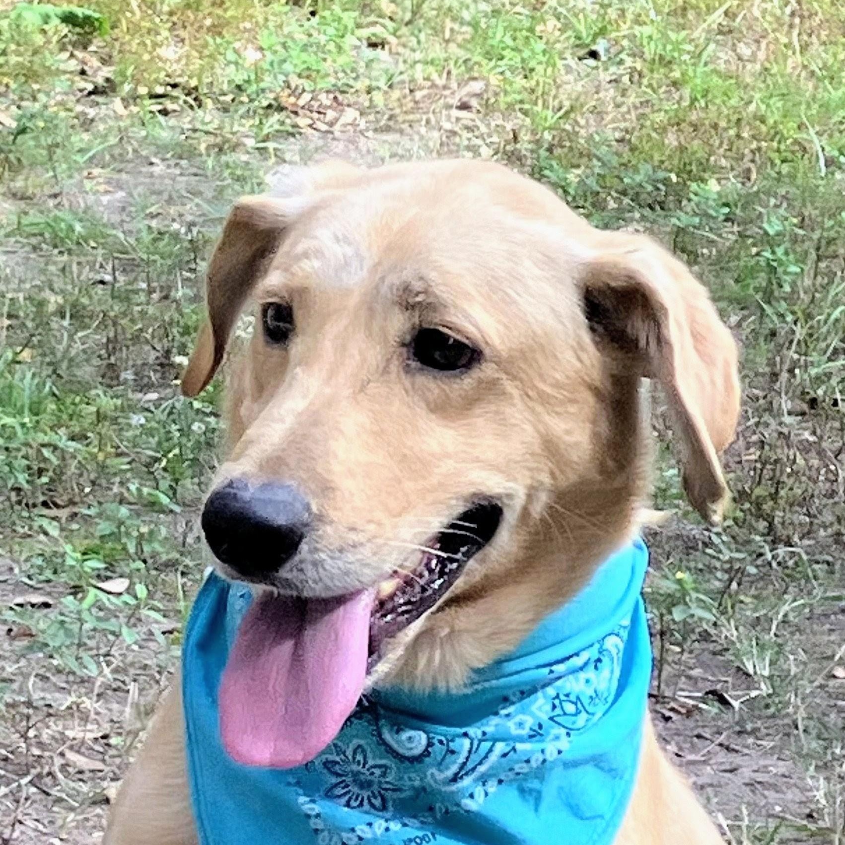 Duke, a Adoptable Yellow Labrador Retriever in Willington, CT image 2/6