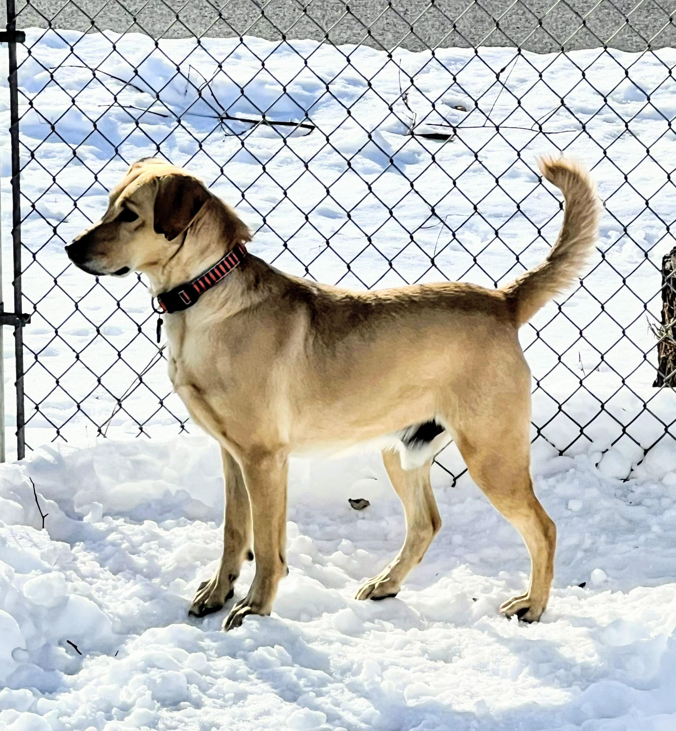 Duke - Fostered in CT, a Adoptable Yellow Labrador Retriever in Willington, CT image 3/6
