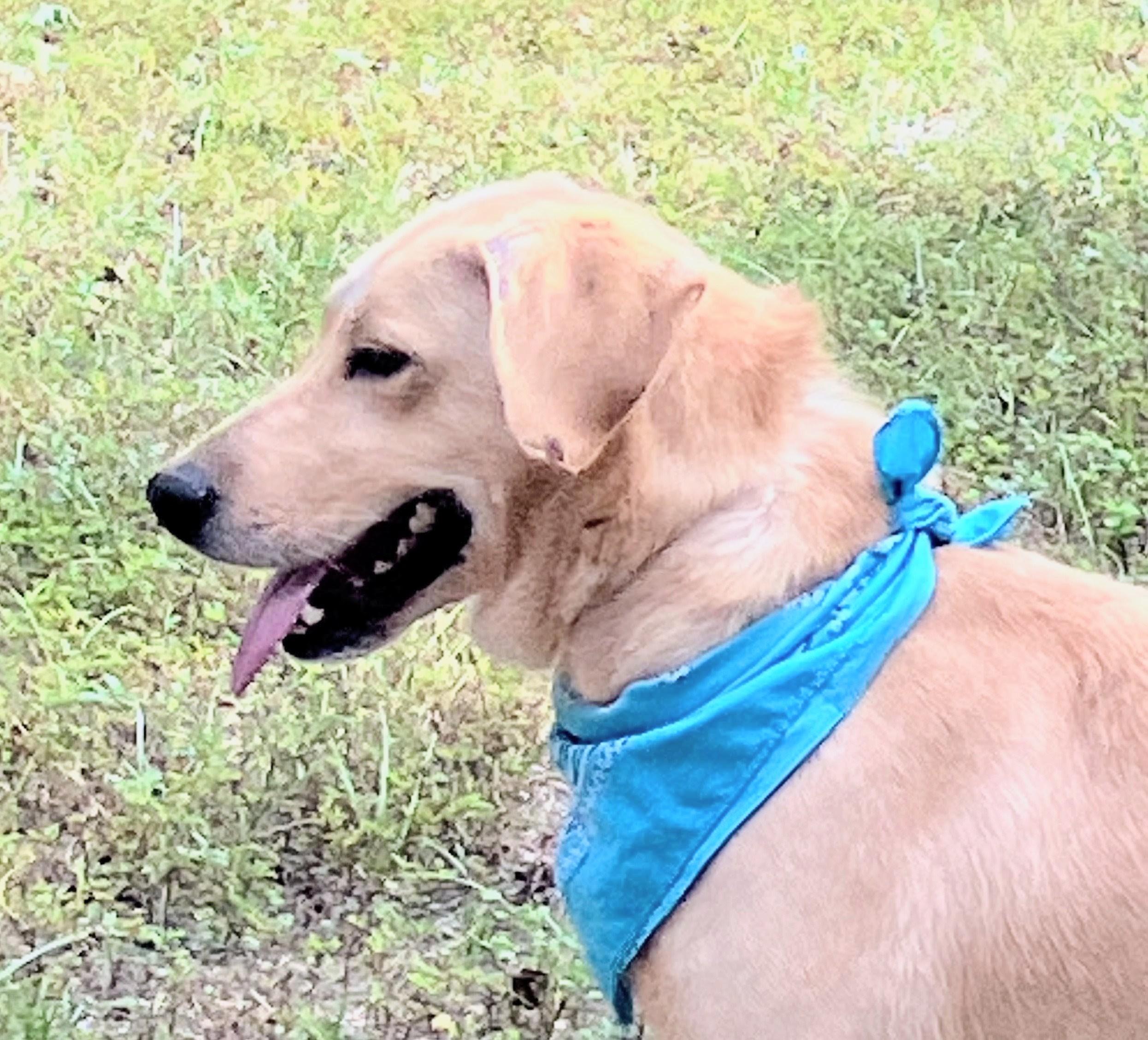 Duke, a Adoptable Yellow Labrador Retriever in Willington, CT image 4/6