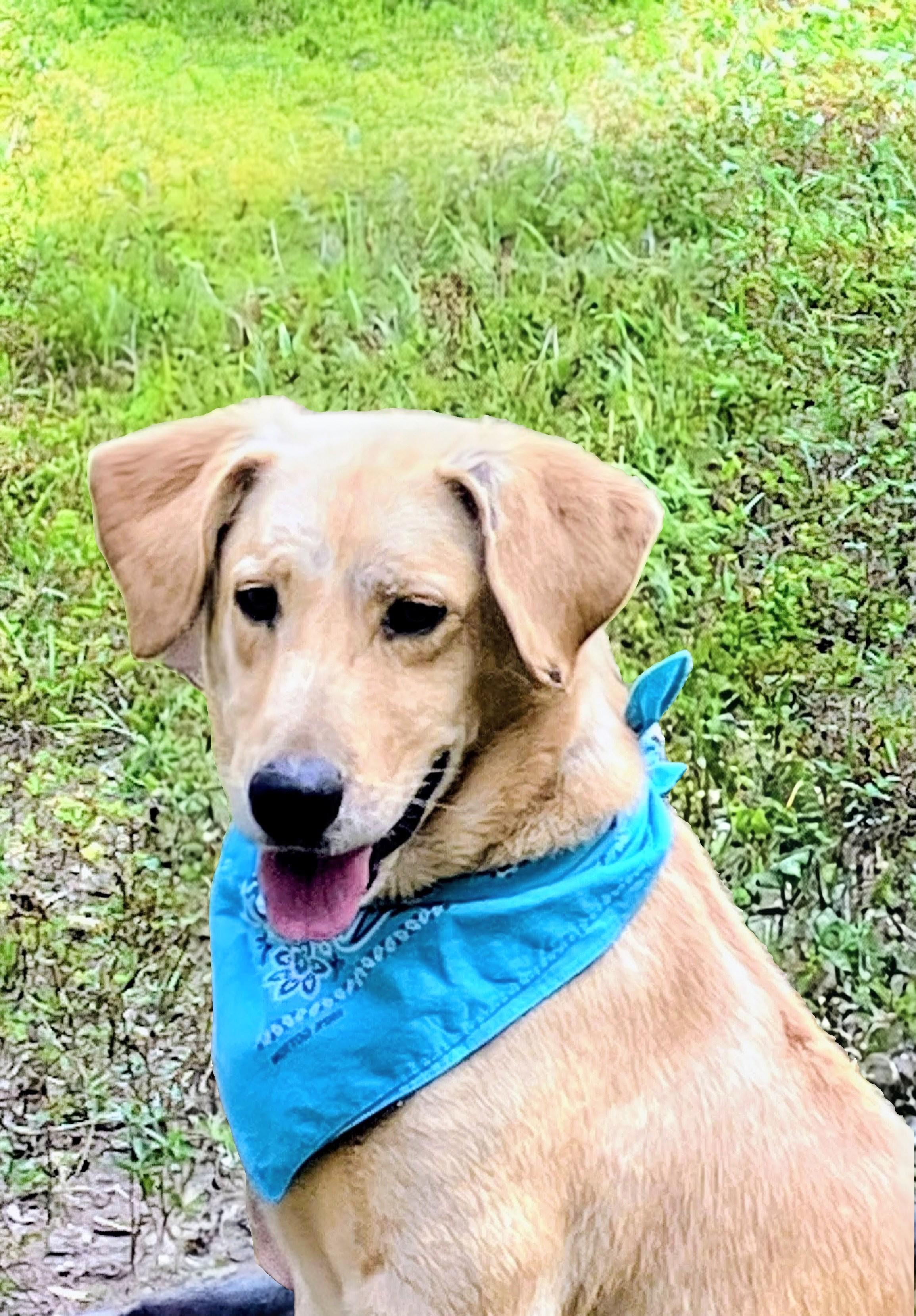 Duke, a Adoptable Yellow Labrador Retriever in Willington, CT image 1/6