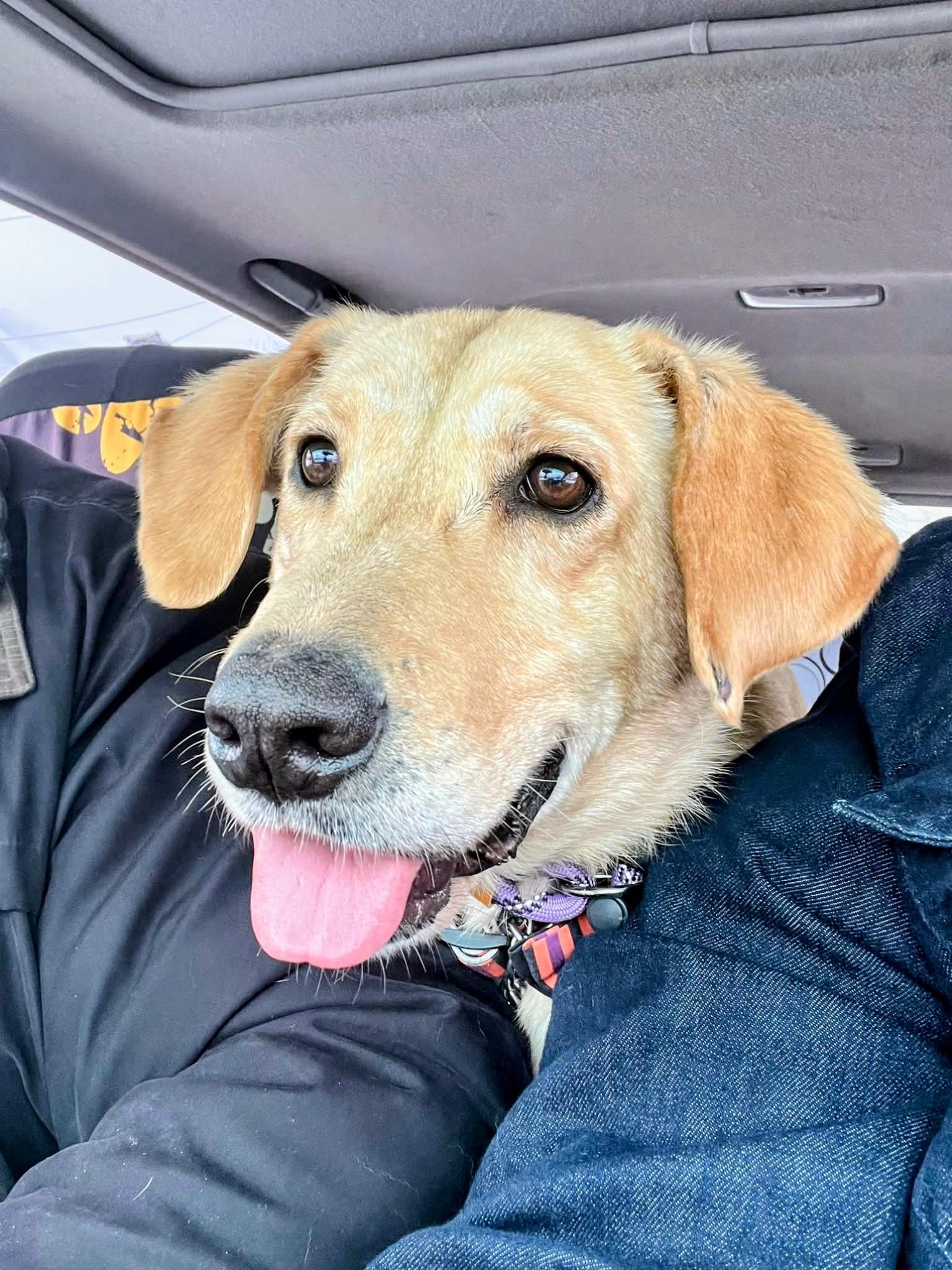 Duke - Fostered in CT, a Adoptable Yellow Labrador Retriever in Willington, CT image 2/6