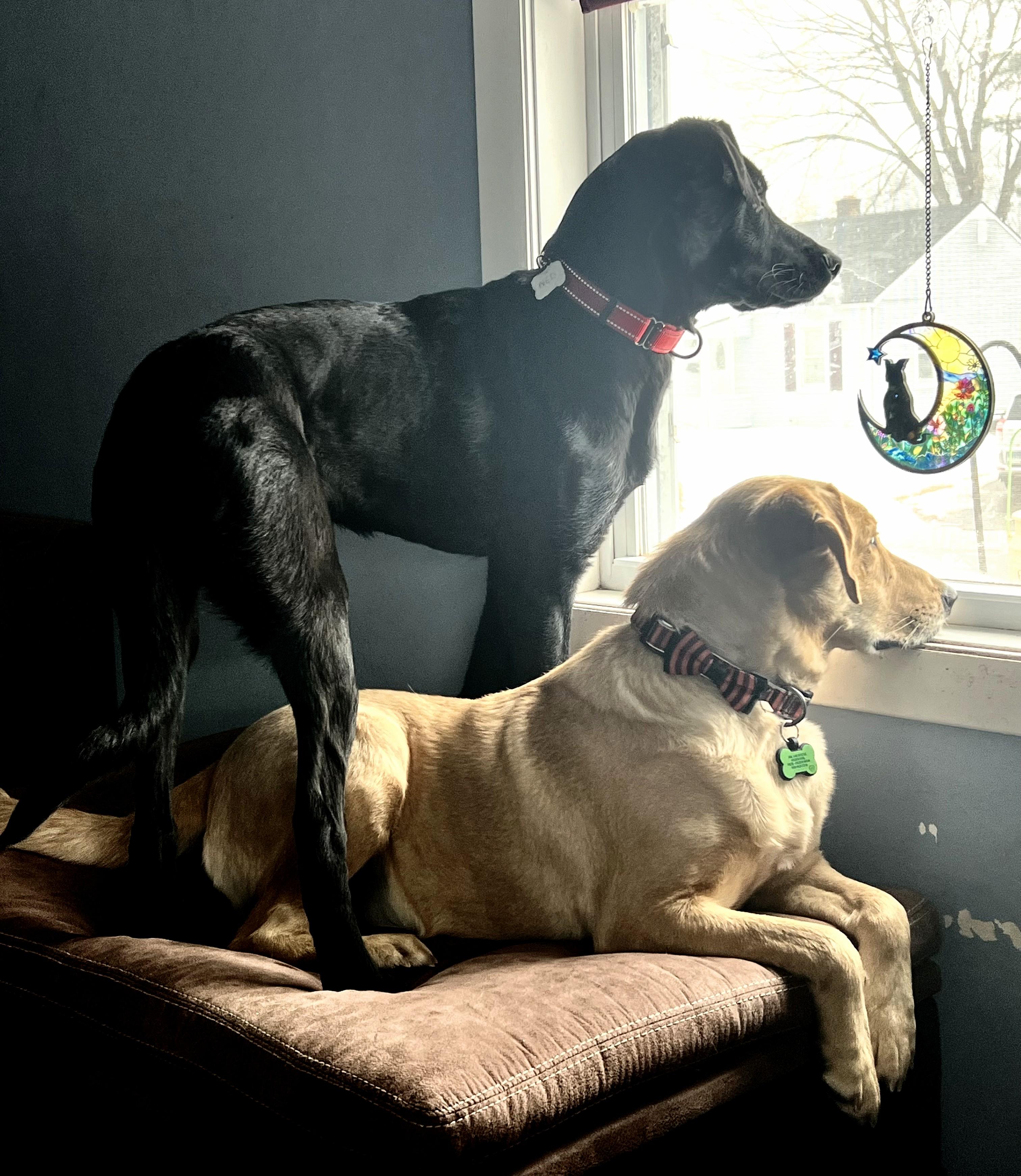 Duke - Fostered in CT, a Adoptable Yellow Labrador Retriever in Willington, CT image 6/6