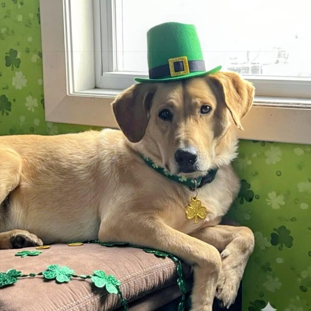 Duke - Fostered in CT, a Adoptable Yellow Labrador Retriever in Willington, CT image 1/6