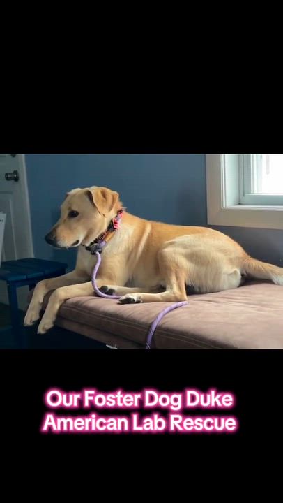 Enlarge Duke - Fostered in CT, a Adoptable Yellow Labrador Retriever in Willington, CT video 5/6