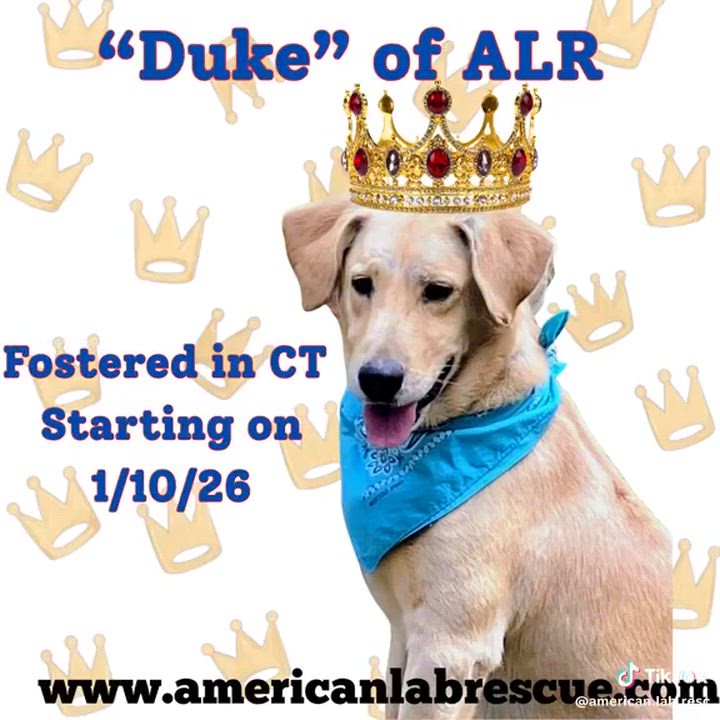 Enlarge Duke, a Adoptable Yellow Labrador Retriever in Willington, CT video 5/6