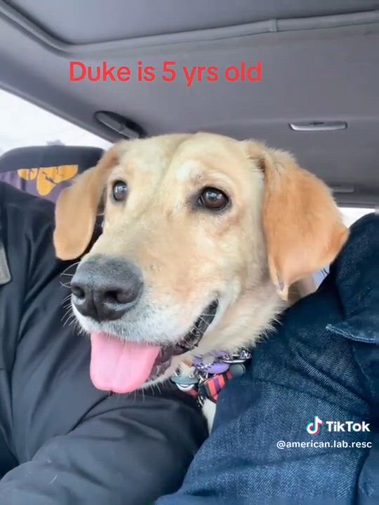 Enlarge Duke - Fostered in CT, a Adoptable Yellow Labrador Retriever in Willington, CT video 6/6