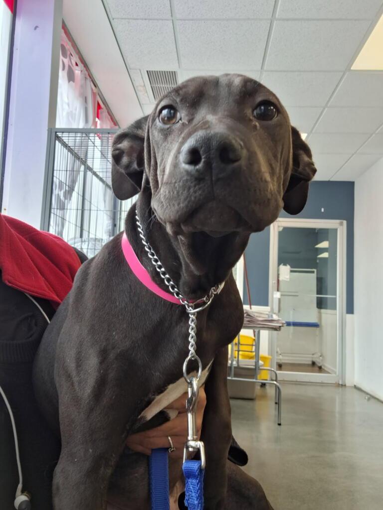 Ripple, a Adoptable mixed breed in Parma, OH image 2/2