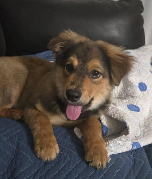 Kali, Adoptable, Puppy Female Labrador Retriever.