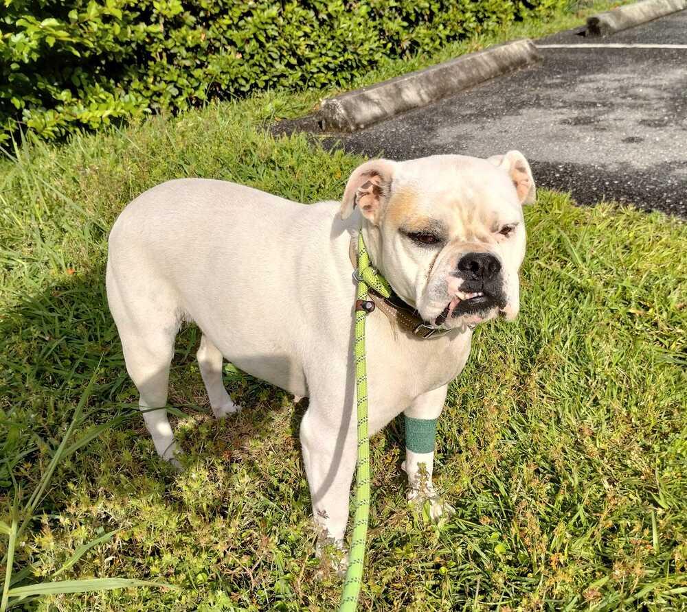 Harlo, Adoptable, Adult Female American Bulldog.