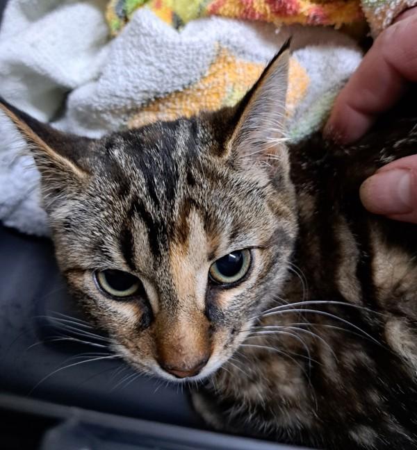 Blaire, Adoptable, Young Female Domestic Short Hair.