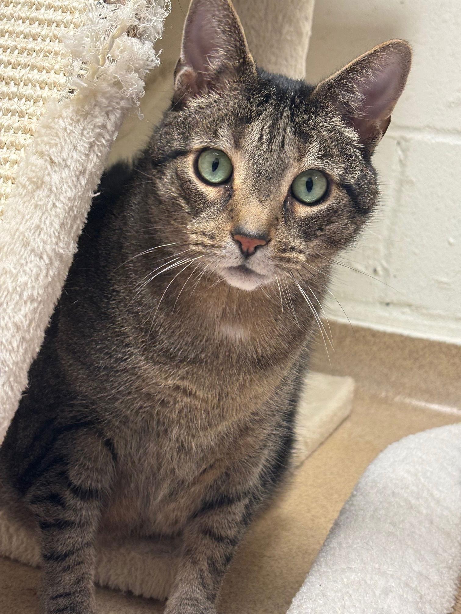 Baby, Adoptable, Adult Male Domestic Short Hair.